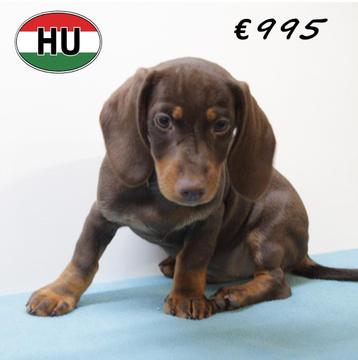Kortharige Dwerg Teckel puppy's - te koop beschikbaar voor biedingen