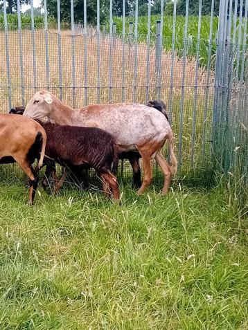  X Nolana - kameroen schaap  beschikbaar voor biedingen