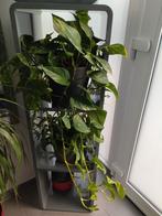 Kamerplant, Ophalen