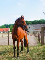 2 jarige dressuur ruin, Dieren en Toebehoren, Ruin, Onbeleerd, Dressuurpaard, Gechipt