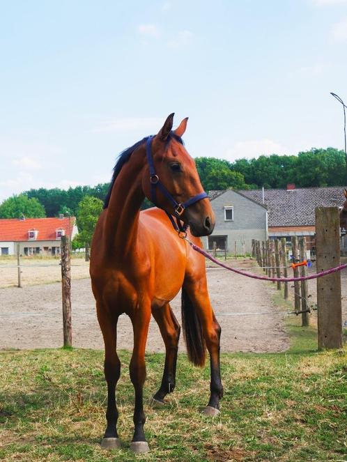 2 jarige dressuur ruin, Dieren en Toebehoren, Paarden, Ruin, Onbeleerd, Dressuurpaard, Met stamboom, Gechipt, Ontwormd, Ingeënt