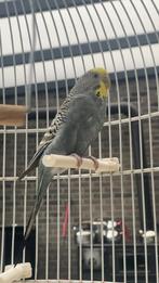 Parkiet vogel, Dieren en Toebehoren, Vogels | Parkieten en Papegaaien, Parkiet