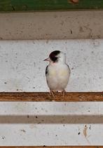 Poupée Parva Faciato 2025, Animaux & Accessoires, Oiseaux | Oiseaux Autre, Femelle, Oiseau chanteur sauvage, Bagué