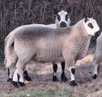 (Dek)ramlam, Dieren en Toebehoren, Mannelijk, Schaap, 0 tot 2 jaar