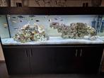 Aquarium 2 mètres avec meuble complet 700 litres, Overige soorten