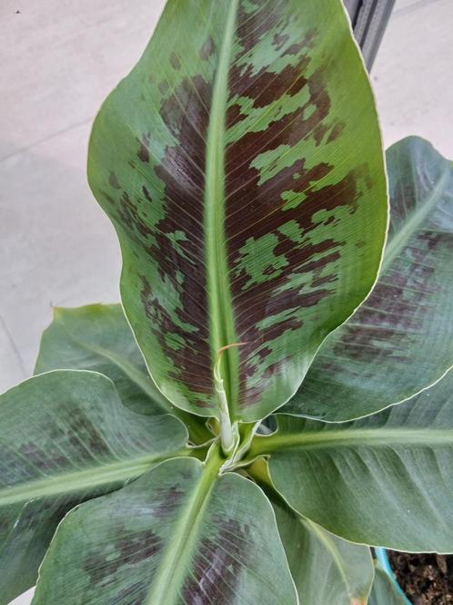 Bananen boompjes, Huis en Inrichting, Kamerplanten, Overige soorten, Minder dan 100 cm, Groene kamerplant, Halfschaduw, Ophalen