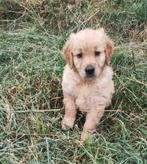 Golden retrievers pups, Dieren en Toebehoren, Golden retriever, België, CDV (hondenziekte), 8 tot 15 weken