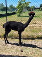 Alpaca merrie, Dieren en Toebehoren, Vrouwelijk