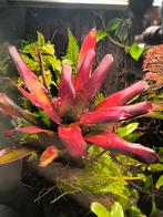 Bromelia chlorosticta, Dieren en Toebehoren, Ophalen of Verzenden