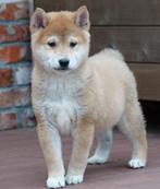 Prachtige Shiba inu pups, België, Overige rassen, CDV (hondenziekte), 8 tot 15 weken