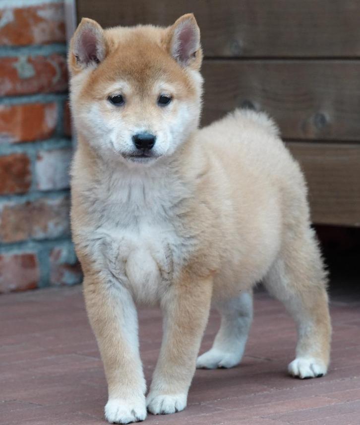 Prachtige Shiba inu pups, Dieren en Toebehoren, Honden | Poolhonden, Keeshonden en Oertypen, Meerdere dieren, Overige rassen, Fokker | Professioneel