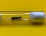 Camponotus Herculeanus koningin met broed, Dieren en Toebehoren, Mieren