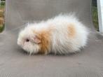 CH Teddy cavia mannetje, Dieren en Toebehoren, Knaagdieren, Mannelijk, Cavia