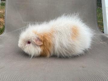 CH Teddy cavia mannetje beschikbaar voor biedingen