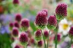Allium sphaerocephalon, Tuin en Terras, Ophalen, Vaste plant