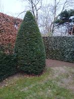 Grote taxus boom, Tuin en Terras, Planten | Bomen, Ophalen