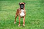 Étalon de Boxer, Parvovirose, Un chien, Belgique, 3 à 5 ans