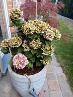 Hortensia op stam kleur roos, Ophalen