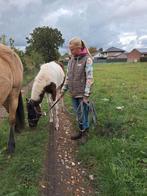 Apha merrie, Merrie, Minder dan 160 cm, Gechipt, 0 tot 2 jaar