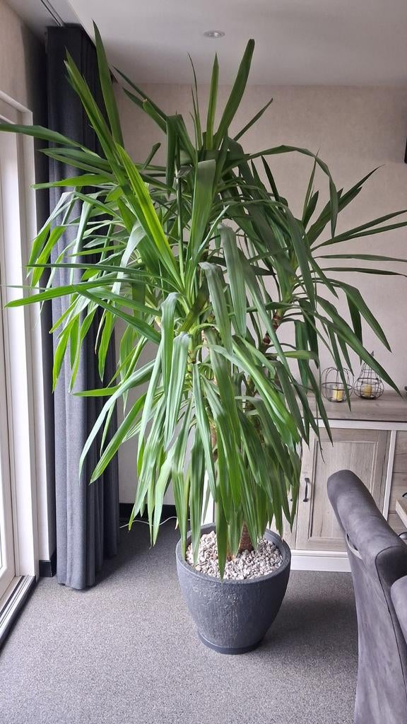 Yucca plant., Groene kamerplant, Ophalen, Yucca, 200 cm of meer