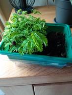 Zaailingen albizia julibrissin alles voor 20euro., Ophalen