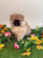 Dwergkeesjes-puppy’s-pomeriaantje-pomeranian, Dieren en Toebehoren, België, Fokker | Hobbymatig, Keeshond, 8 tot 15 weken