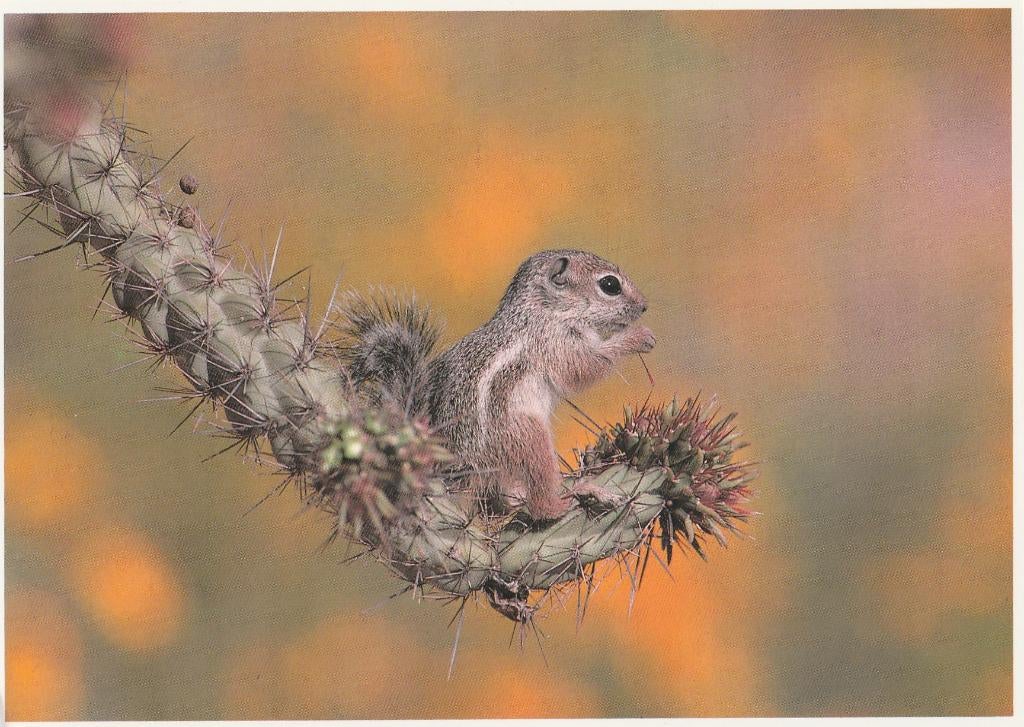GRONDEEKHOORN  op  CACTUS, Verzamelen, Postkaarten | Dieren, Verzenden, Ongelopen, Knaagdier
