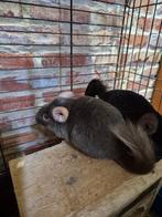 Chinchilla, Animaux & Accessoires, Avril, Plusieurs animaux, Chinchilla