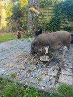 mini varkens, Dieren en Toebehoren, Augustus, Meerdere dieren