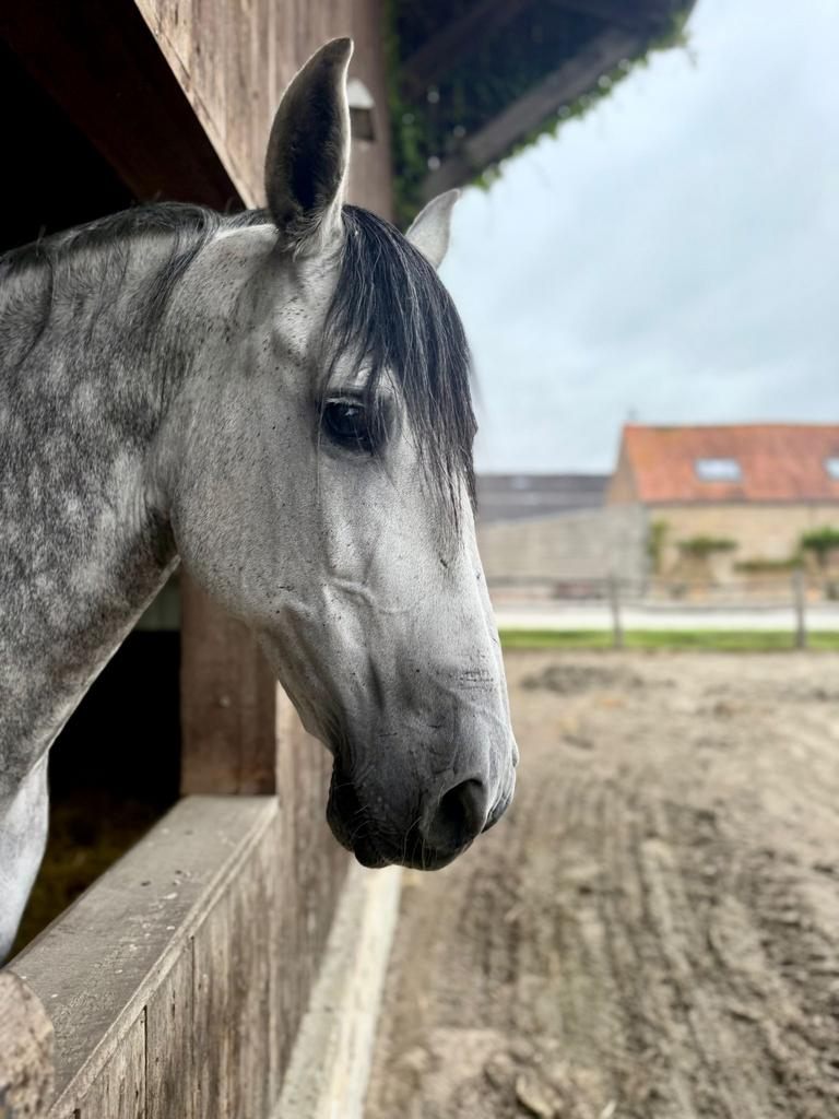 PRE dressuur ruin, Hongre, 11 ans ou plus