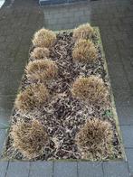 Siergrassen lampenpoetsergras, Ophalen, Vaste plant, Siergrassen, Volle zon