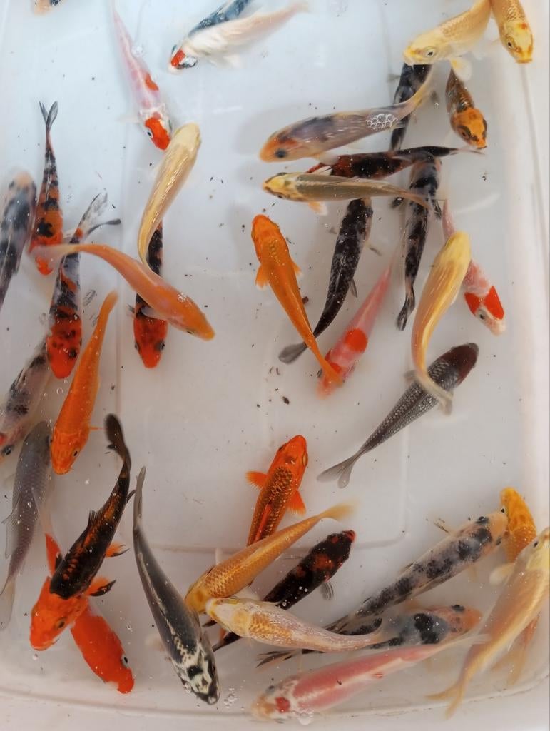 La belle cage mesure 10 cm, Animaux & Accessoires, Poissons | Poissons d'étang