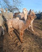 2 jonge alpaca merries Appaloosa, Dieren en Toebehoren, Mei, Vrouwelijk