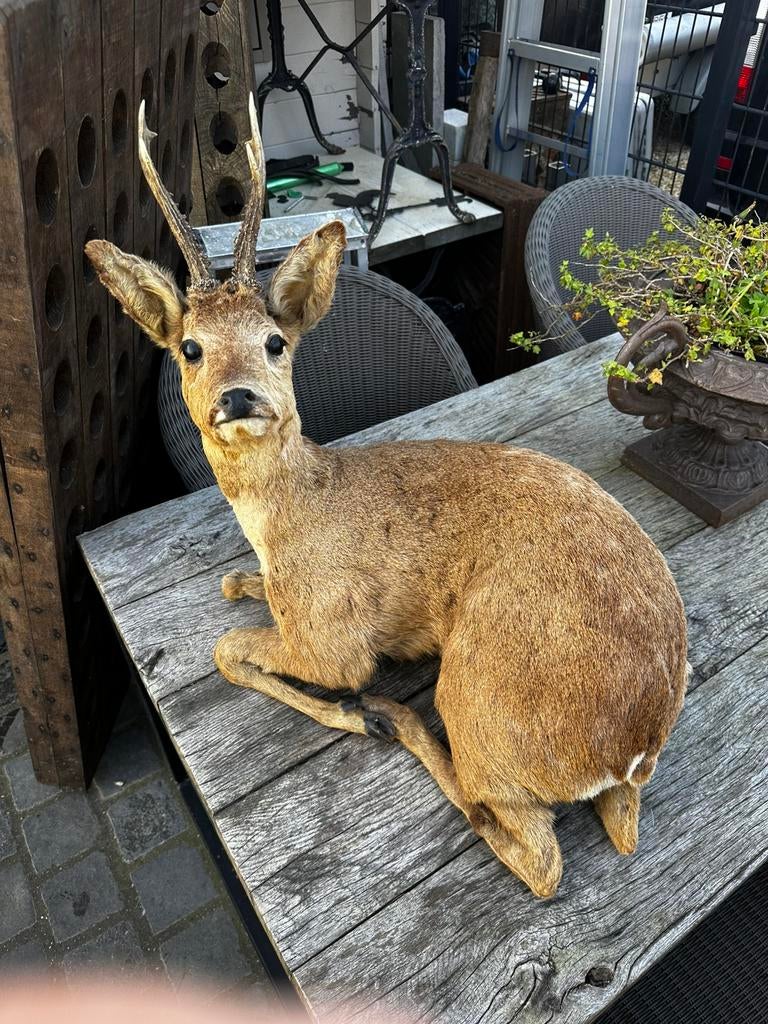 Taxidermie hert reebok, Ophalen