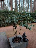 pittosporum in plastic pot, Tuin en Terras, Planten | Bomen, Ophalen