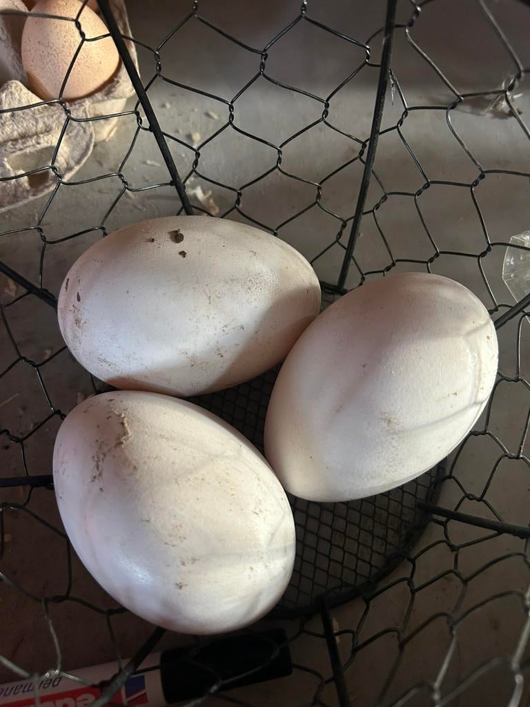 Oeufs à incuber Farmer Goose ~ PUREBRED, Animaux & Accessoires, Volatiles, Oie ou Cygne