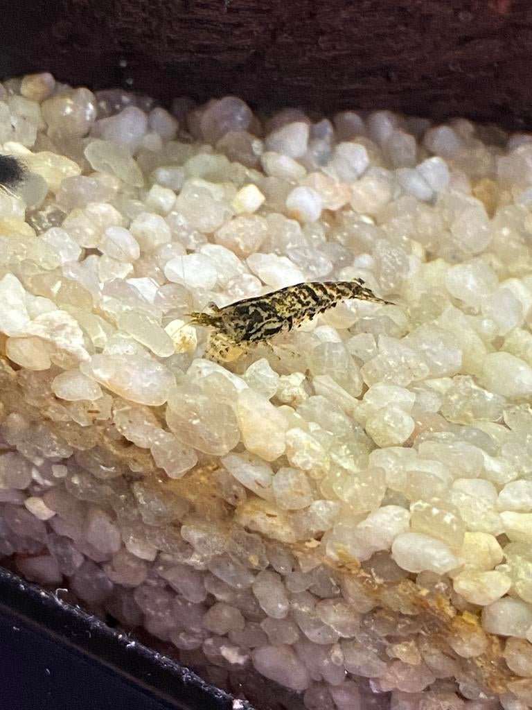 Wildkleur garnalen neocaridina