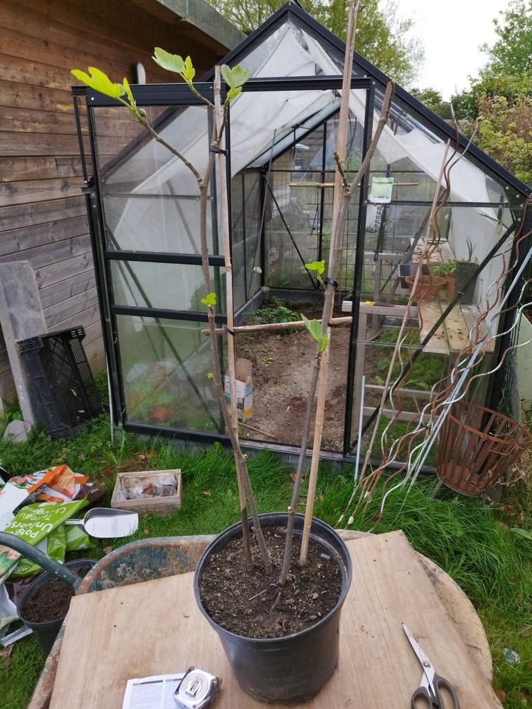 Brown turky vijgenboom 2 stam, Ophalen, Vijgenboom