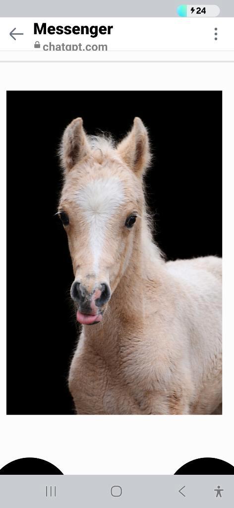 Merrieveulen palomino  '26 wordt grote D, Dieren en Toebehoren, Paarden, Merrie, Niet van toepassing, 0 tot 2 jaar, Recreatiepaard