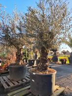 Olijfboom Olea Europaea met oude grillige stam- Op voorraad, Enlèvement, Olivier