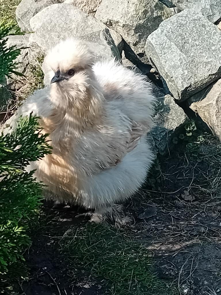 Broedeieren zijdehoen 🐔🌳🐣🥚, Dieren en Toebehoren, Pluimvee, Meerdere dieren, Kip