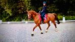 Sport dressuurpaard vivaldi x gribaldi, Cavalier ou Passager