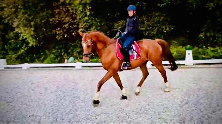 Sport dressuurpaard vivaldi x gribaldi, Diensten en Vakmensen, Dieren | Paarden | Verzorging, Oppas en Dressuur, Ruiter of Bijrijder