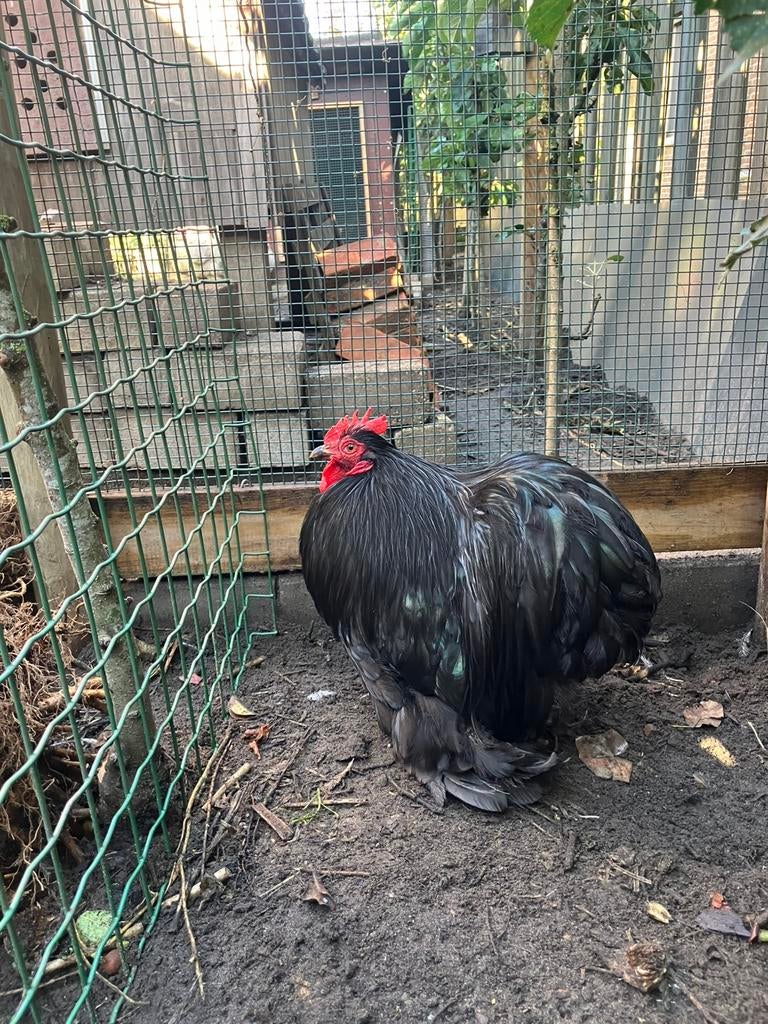 Cochin kriel zwart, Dieren en Toebehoren