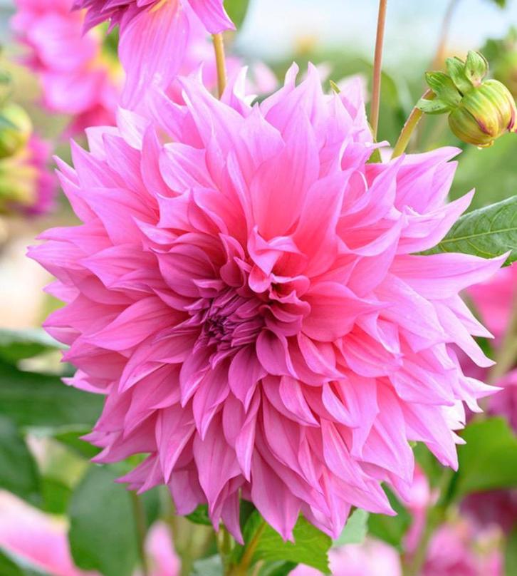 Dahlia knollen te koop, Tuin en Terras, Bloembollen en Zaden, Knol, Voorjaar, Volle zon, Ophalen of Verzenden