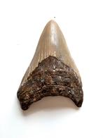 Otodus megalodon tand: 11,6cm, Verzamelen, Mineralen en Fossielen, Ophalen of Verzenden, Fossiel
