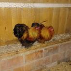 Prachtige haantjes, Animaux & Accessoires, Mâle, Poule ou poulet