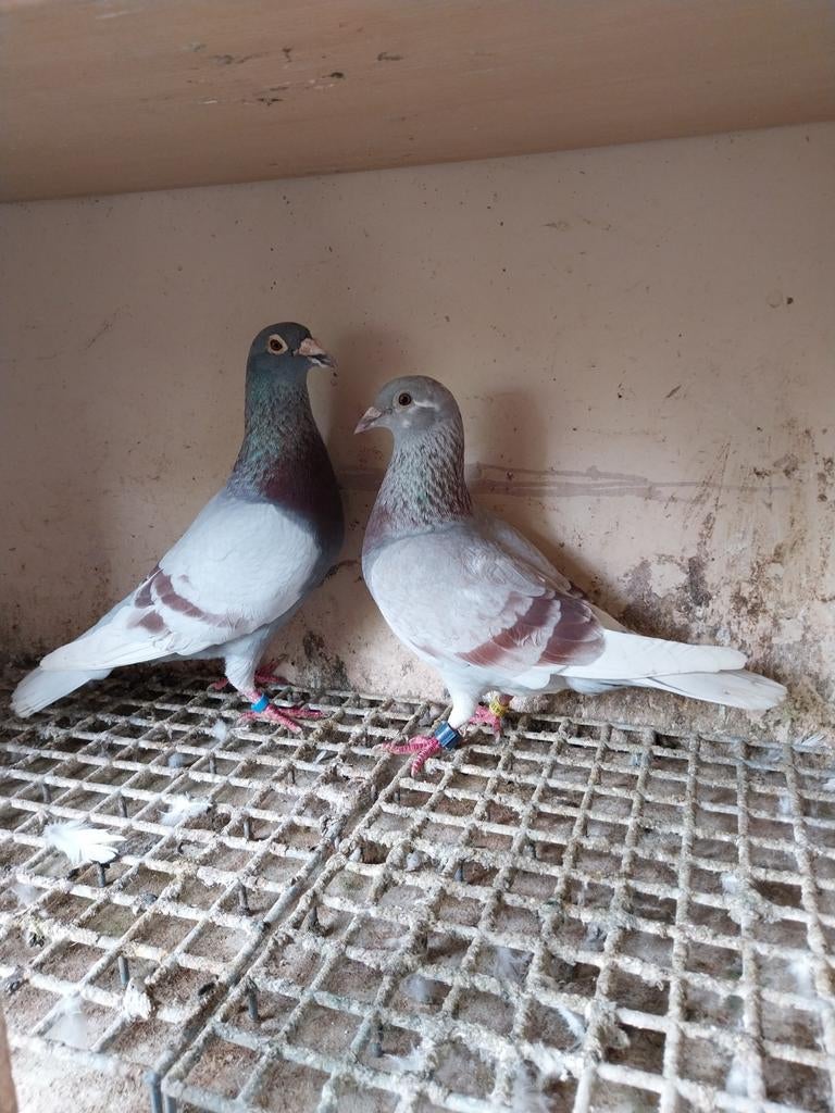 Mooie koppel postduiven (20€per stuk)