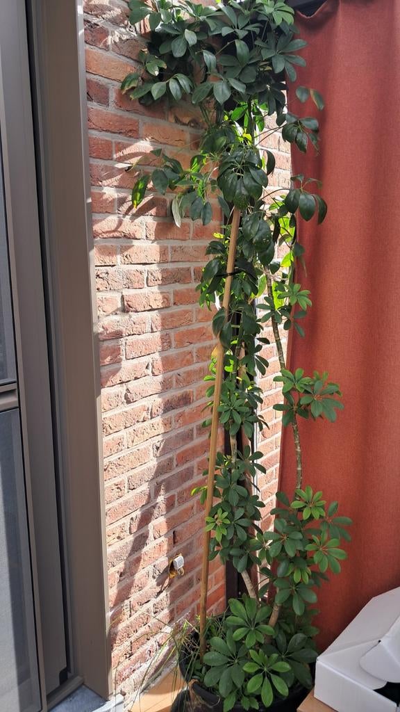 Vingerboom of Schefflera arboricola, Bloeit niet, Halfschaduw, Overige soorten, 100 tot 250 cm