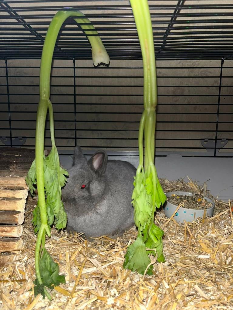 Konijn zoekt goud mandje, Dieren en Toebehoren, Konijnen